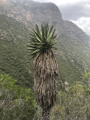 Yucca carnerosana