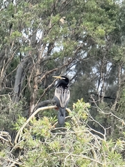 Anhinga novaehollandiae