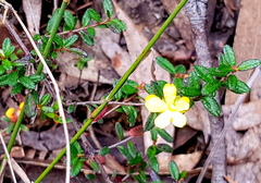 Hibbertia empetrifolia