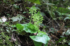 Liparis cordifolia