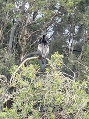Anhinga novaehollandiae