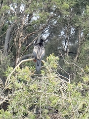 Anhinga novaehollandiae