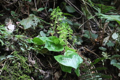 Liparis cordifolia