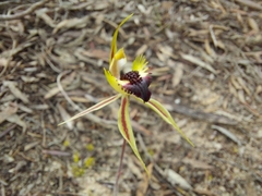 Caladenia stricta