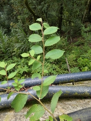 Ulmus uyematsui