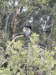 Anhinga novaehollandiae