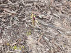 Caladenia stricta