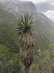 Yucca carnerosana