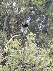 Anhinga novaehollandiae