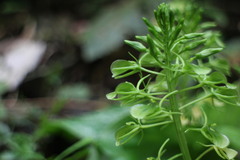 Liparis cordifolia