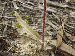 Caladenia stricta