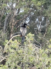 Anhinga novaehollandiae