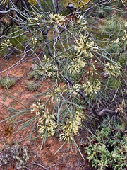 Hakea leucoptera leucoptera