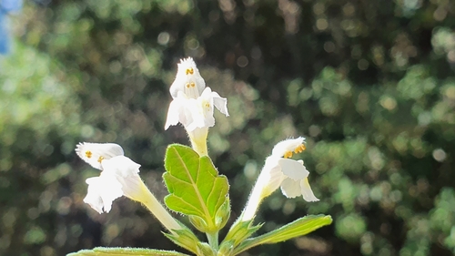 Image of Galeopsis segetum by (c) Joan Simon, some rights reserved (CC BY)