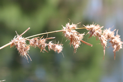 Themeda quadrivalvis