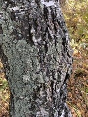 Flavopunctelia soredica