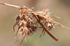 Themeda quadrivalvis