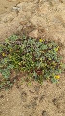 Ambrosia chamissonis