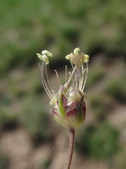Plantago sempervirens