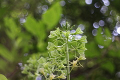Liparis cordifolia