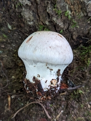 Cortinarius subpulchrifolius