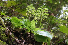 Liparis cordifolia