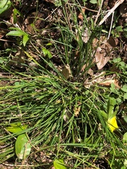 Scleria mackaviensis