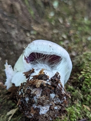 Cortinarius subpulchrifolius