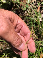 Scleria mackaviensis