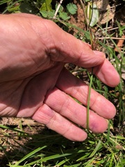 Scleria mackaviensis