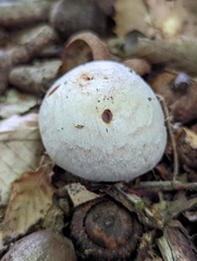 Cortinarius subpulchrifolius