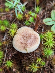 Lactarius vinaceorufescens