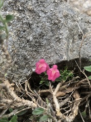 Scutellaria suffrutescens