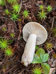 Lactarius vinaceorufescens