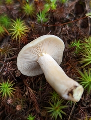 Lactarius vinaceorufescens