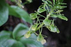 Liparis cordifolia