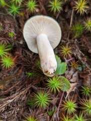 Lactarius vinaceorufescens