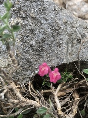 Scutellaria suffrutescens