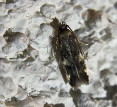 Oegoconia novimundi