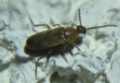 Tenebrionoidea