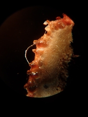 Hypocreaceae