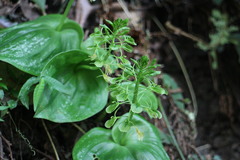 Liparis cordifolia