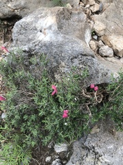 Scutellaria suffrutescens