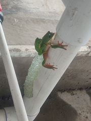 Agalychnis dacnicolor