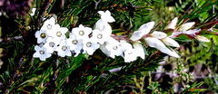 Epacris obtusifolia