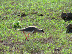 Vanellus coronatus