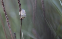 Carpocoris mediterraneus atlanticus