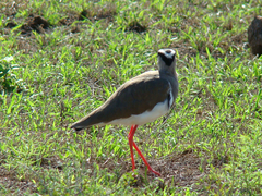 Vanellus coronatus