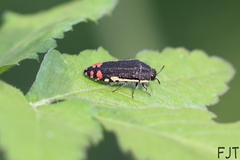 Acmaeodera flavomarginata