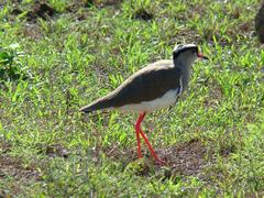 Vanellus coronatus